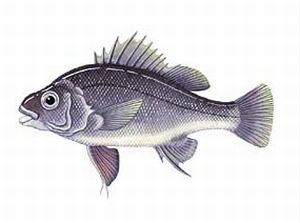 Threatened species “hangs in” after reintroduction